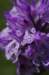_igp4291_small.jpg