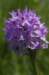 _igp4293_small.jpg