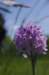 _igp4296_small.jpg