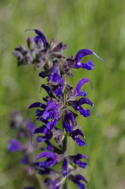 _igp4298.jpg