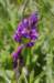 _igp4317_small.jpg