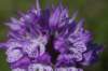 _igp4320_small.jpg