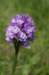 _igp4321_small.jpg