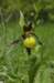 _igp4368_small.jpg