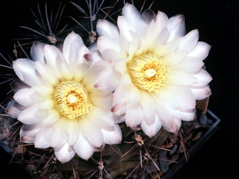 gymnocalyciumgibbosum3.jpg