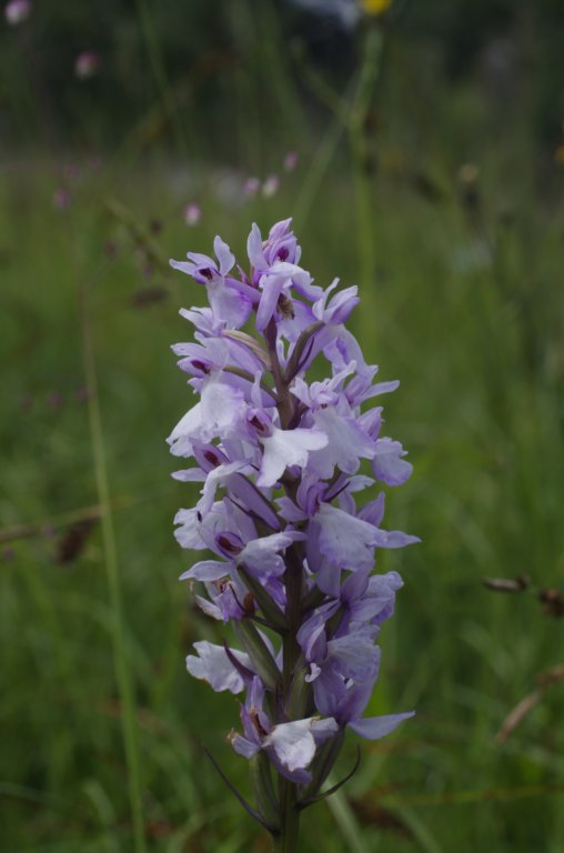 _igp6629.jpg