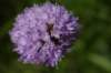 _igp5814_small.jpg