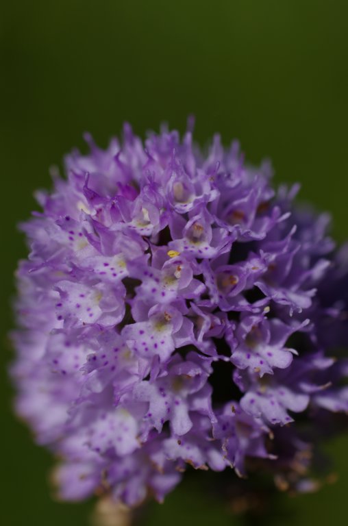 _igp5838.jpg