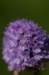 _igp5838_small.jpg