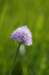 _igp5839_small.jpg