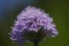 _igp5844_small.jpg