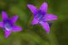 _igp5856_small.jpg