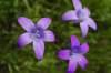 _igp5872_small.jpg