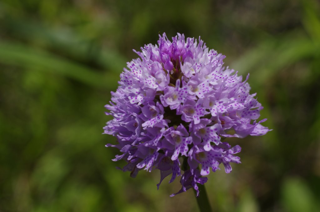 _igp5880.jpg