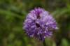_igp5880_small.jpg