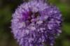_igp5884_small.jpg