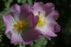 _igp5912_small.jpg