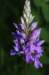 _igp5934_small.jpg