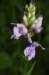 _igp5937_small.jpg