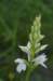 _igp5955_small.jpg