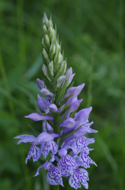 _igp5960.jpg