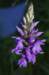 _igp5962_small.jpg
