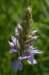 _igp5968_small.jpg