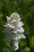_igp5969_small.jpg