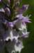 _igp5974_small.jpg