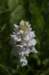 _igp5976_small.jpg