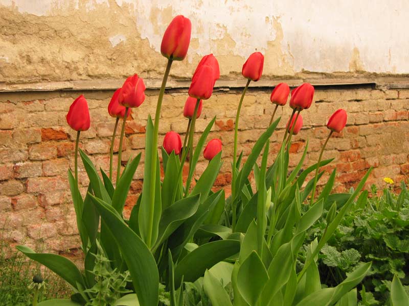 Tulipány (moje zahrádka v Brně) / Tulips (my garden in Brno)