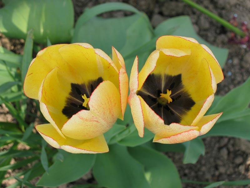 Tulipány (zahrádka rodičů) / Tulips (parents' garden)