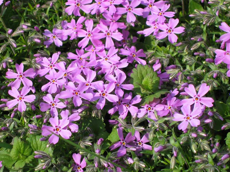 Zahrádka rodičů / Parents' garden