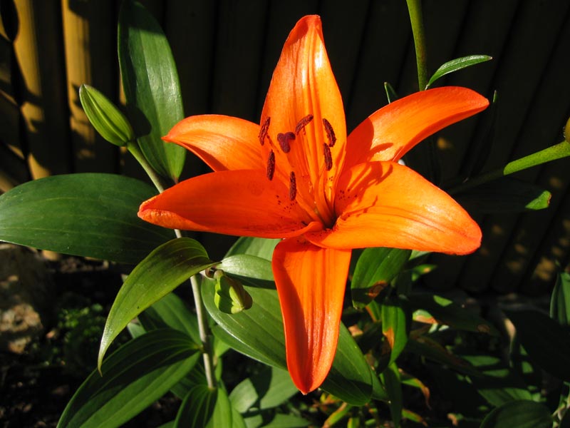 Zahrádka rodičů / Parents' garden