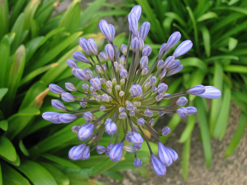 Botanická zahrada v Leuvenu (B) / Botanical garden in Leuven (B)