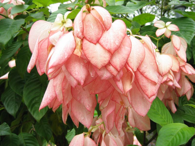 Singapurská botanická zahrada / Singapore Botanic Gardens (SGP)