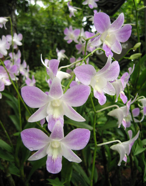 Singapurská Národní orchidejová zahrada / Singaporean National Orchid Garden (SGP)