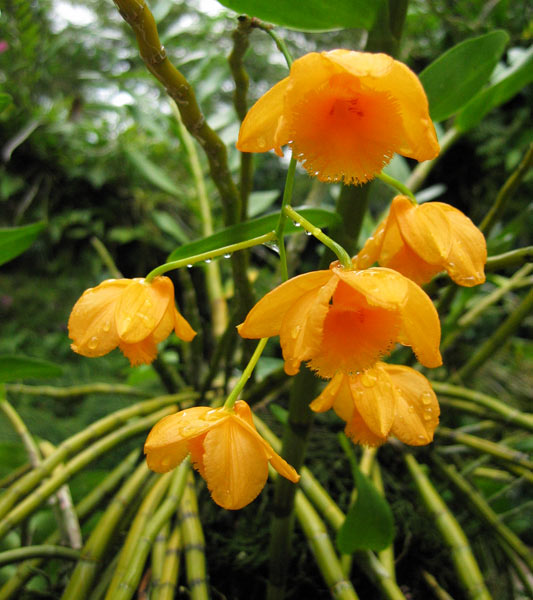 Singapurská Národní orchidejová zahrada / Singaporean National Orchid Garden (SGP)