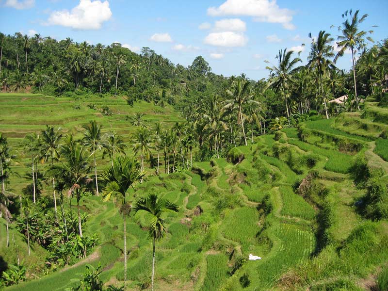 Rýžové terasy na Bali / Rice terraces on Bali (RI)