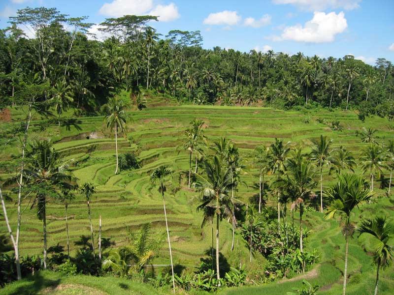 Rýžové terasy na Bali / Rice terraces on Bali (RI)