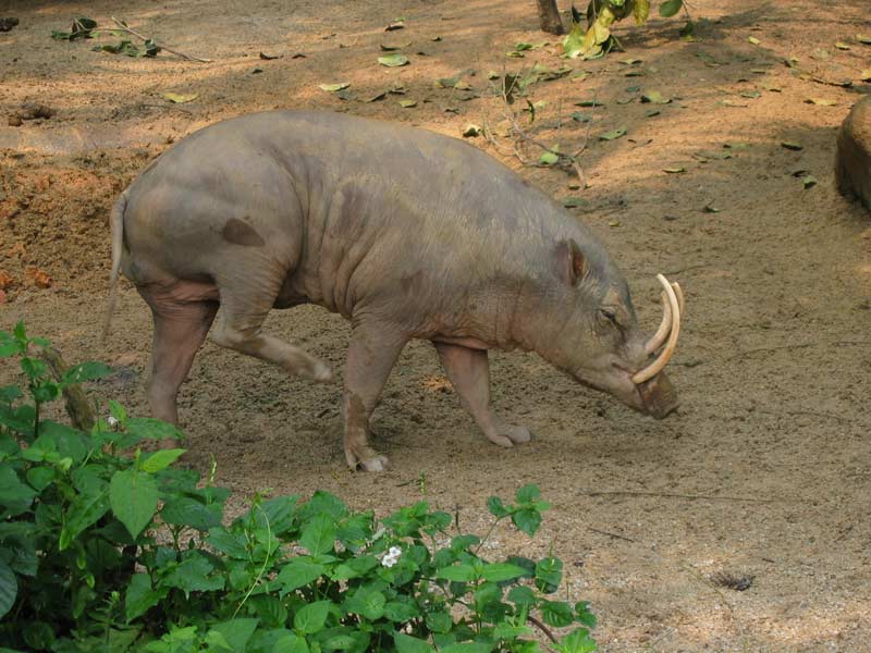 Singapurské ZOO - babirusa / Singapore ZOO - babirusa (SGP)