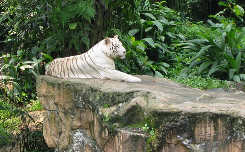 Singapurské ZOO - bílý tygr / Singapore ZOO - white tiger (SGP)