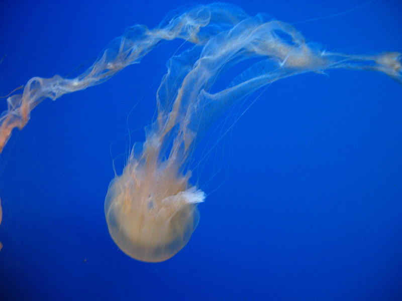 Podmořský svět na ostrově Sentosa / Underwater World on Sentosa island (SGP)