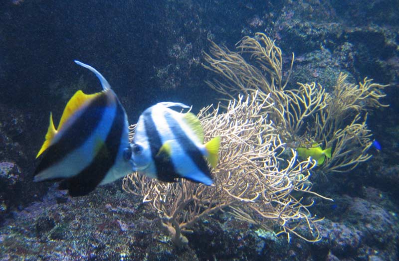 Podmořský svět na ostrově Sentosa / Underwater World on Sentosa island (SGP)