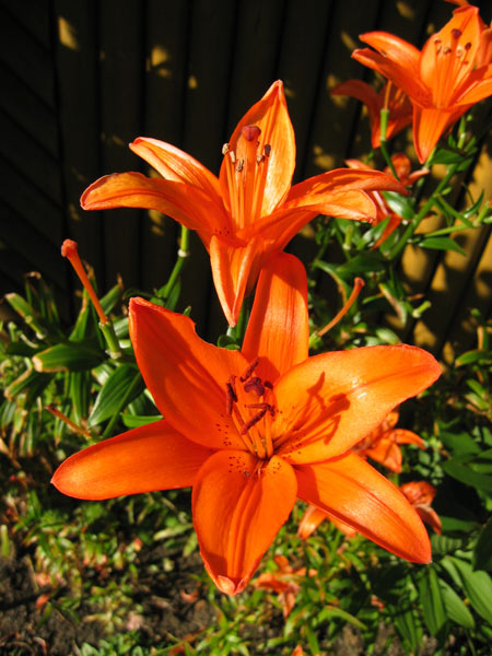 Zahrádka rodičů / Parents' garden