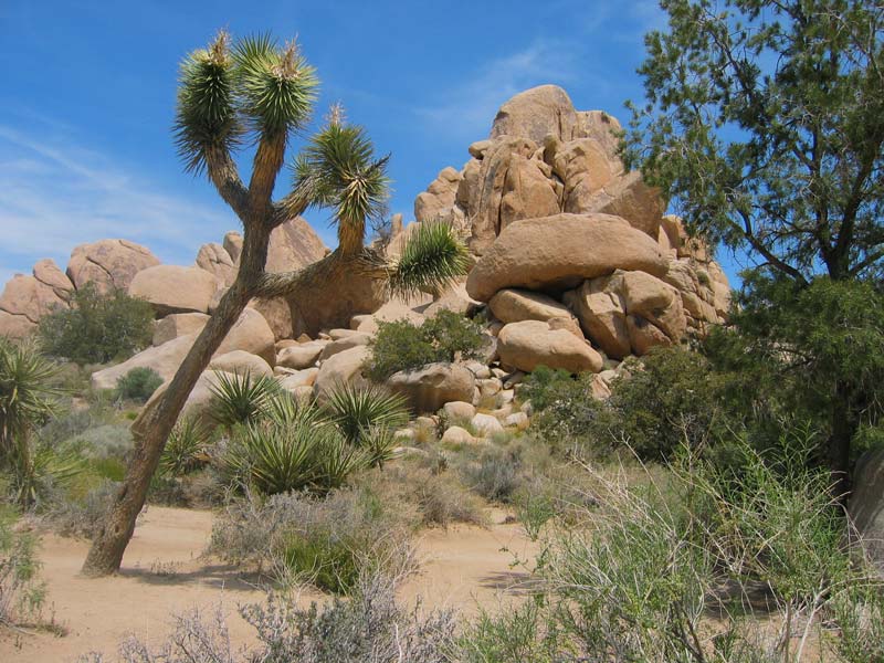 Joshua Tree (California, USA)