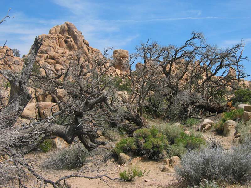 Joshua Tree (California, USA)