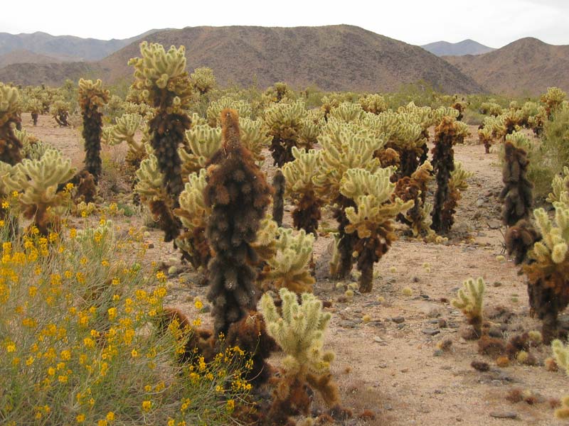 Joshua Tree – Cholla Cactus Garden (California, USA)