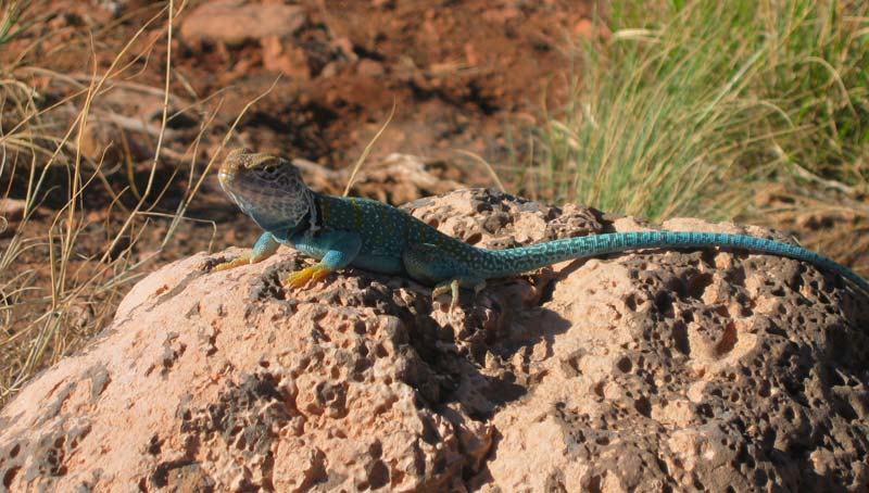 Ještěrka v Box Canyonu (Wupatki, Arizona, USA) / A lizzard in Box Canyon (Wupatki, Arizona, USA)