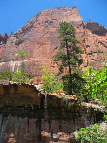 Zion National Park (Utah, USA)